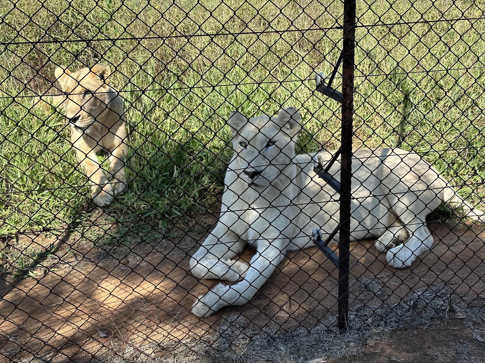 Ukutula lodge: witte leeuwin met welpje achter afsluiting. 