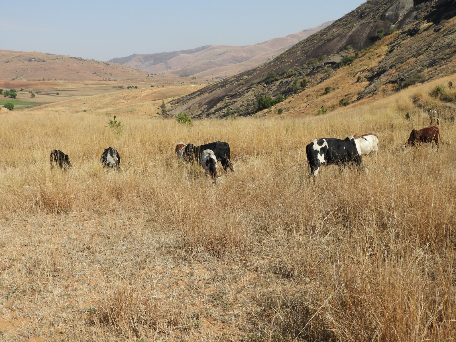 Zebu-koeien in dorre weide.