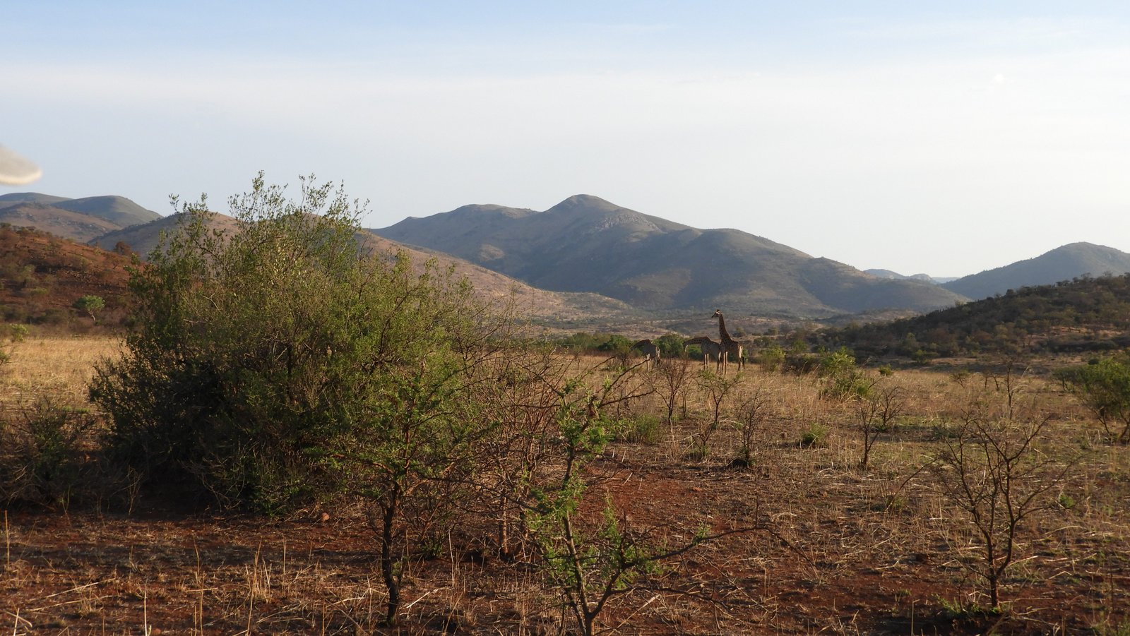 Savanne landschap met groene acacia links en berg in achtergrond.