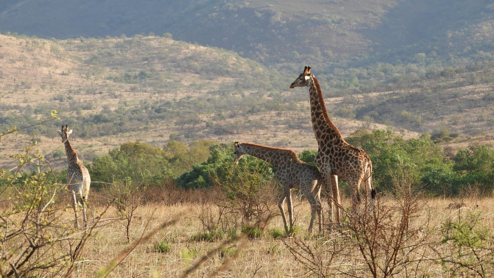 Dire giraffen; één er van probeert vrouwtje te verleiden.