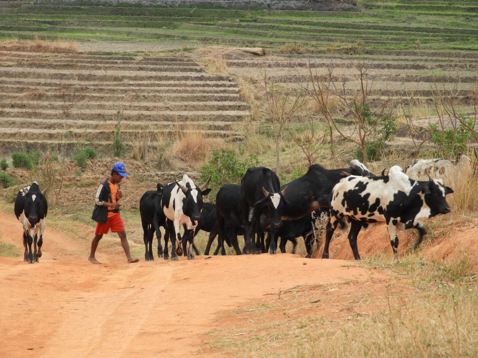 Kudde zebu-koeien met jongen in oranje T-shirt, rode broek en blauwe pet.