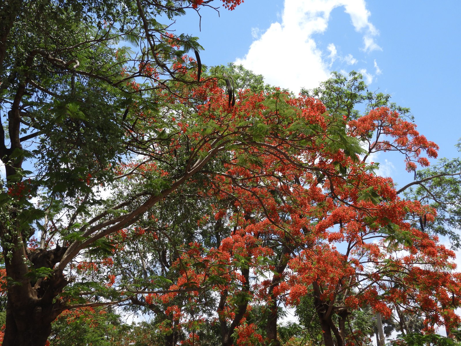 Arbre flamboyant: vuurrode bloemen aan boom.