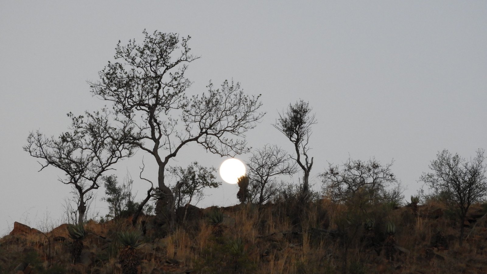 Witte ondergaande zon met silhouetten van bomen.