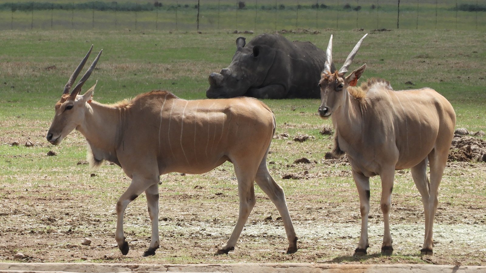 Twee Afrikaanse elanden in Petroport.