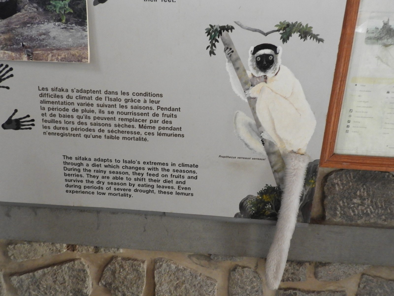 Afbeelding van een Sifaka (wit) met uitleg ernaast.