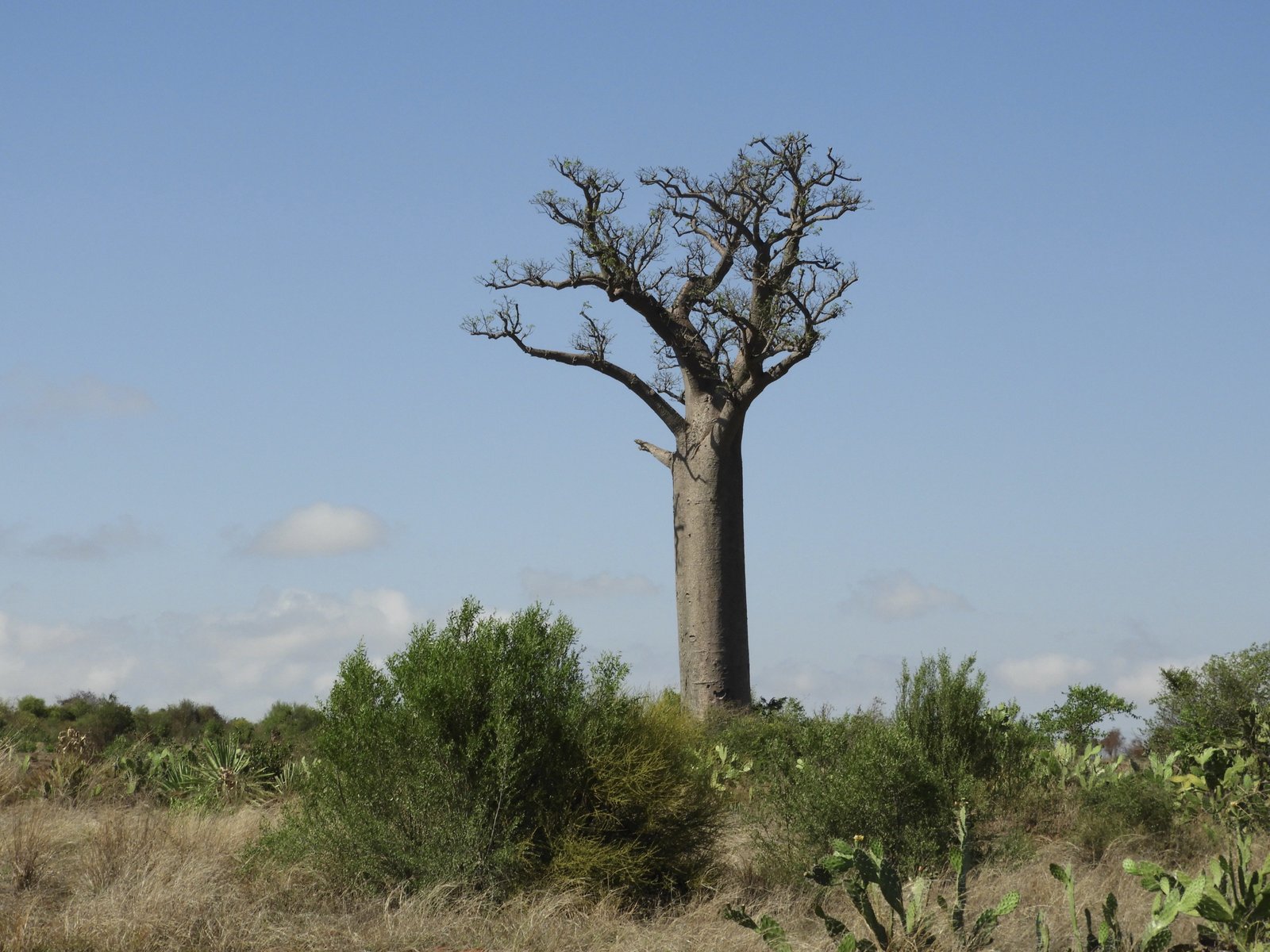 Eenzame baobab tegen blauwe lucht.