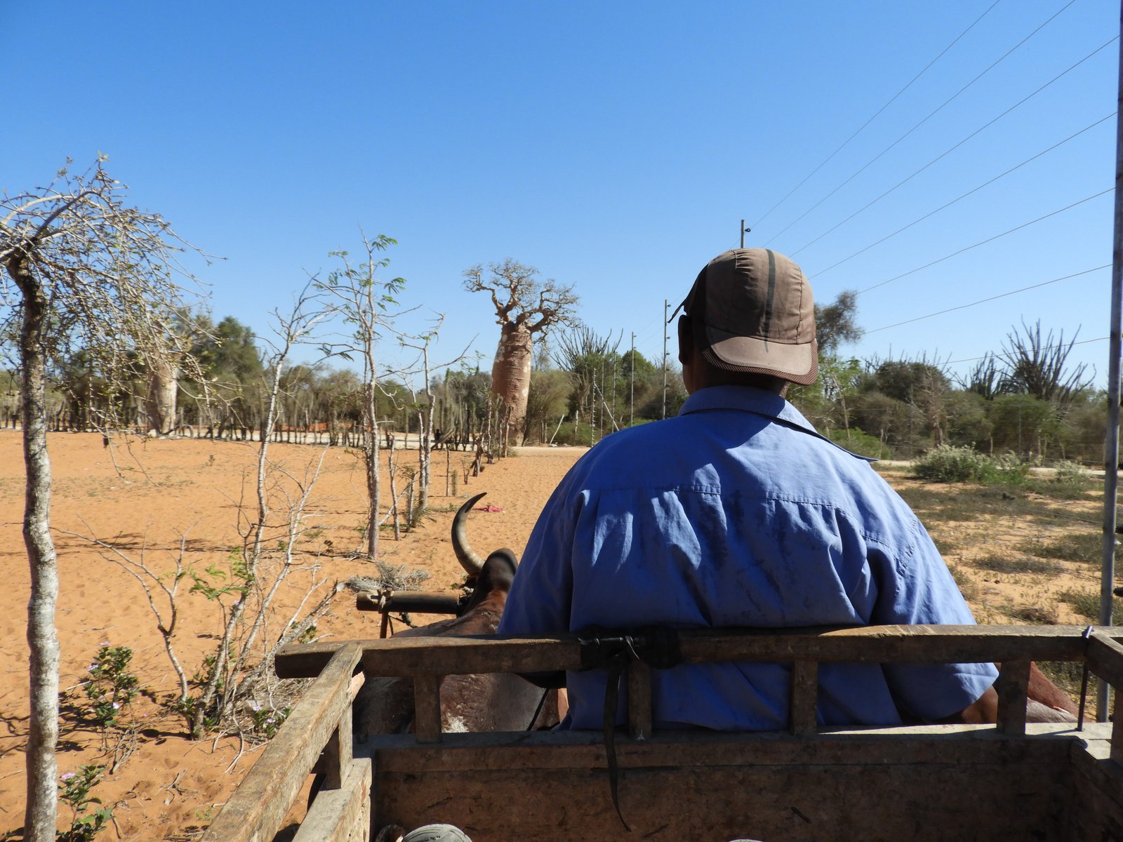 Zebu-kar met rechts rug van bestuurder met blauw hemd en baobab in achtergrond.