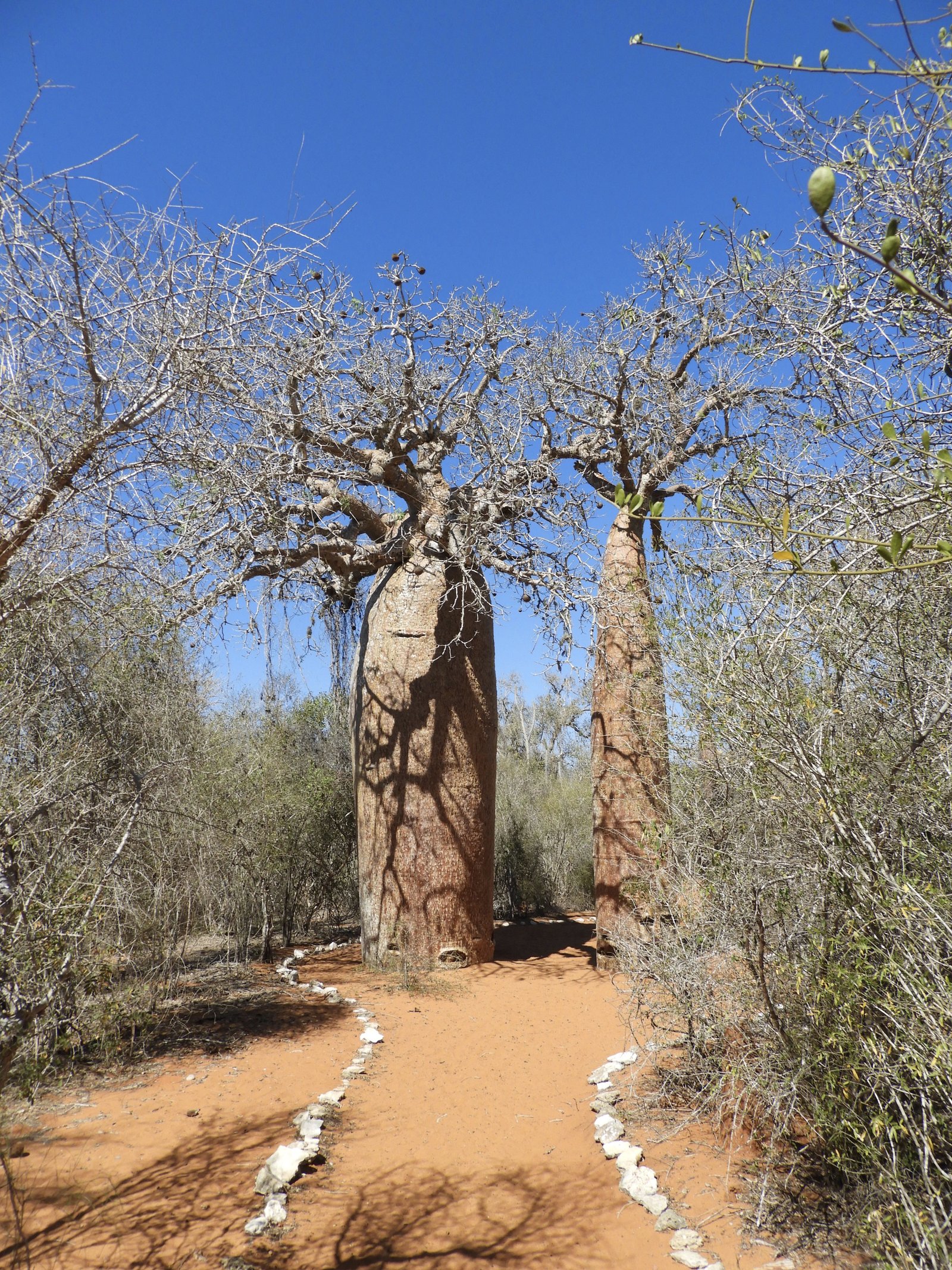 Dikke en dunnere baobab naast elkaar.