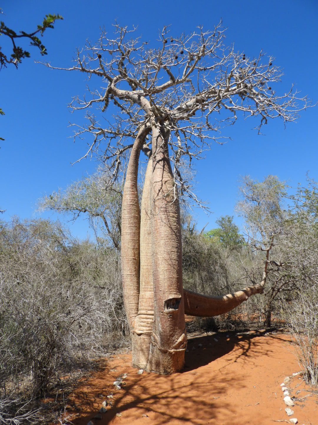 Baobab met dubbele stam en grote rechtse zijtak.