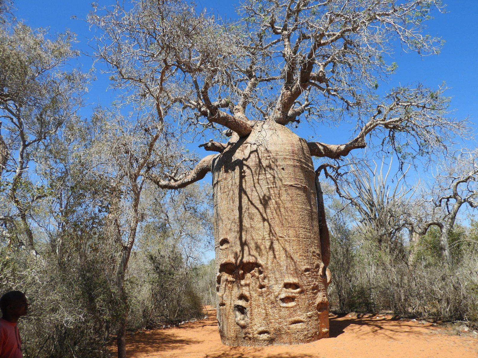 Reusachtige baobab.