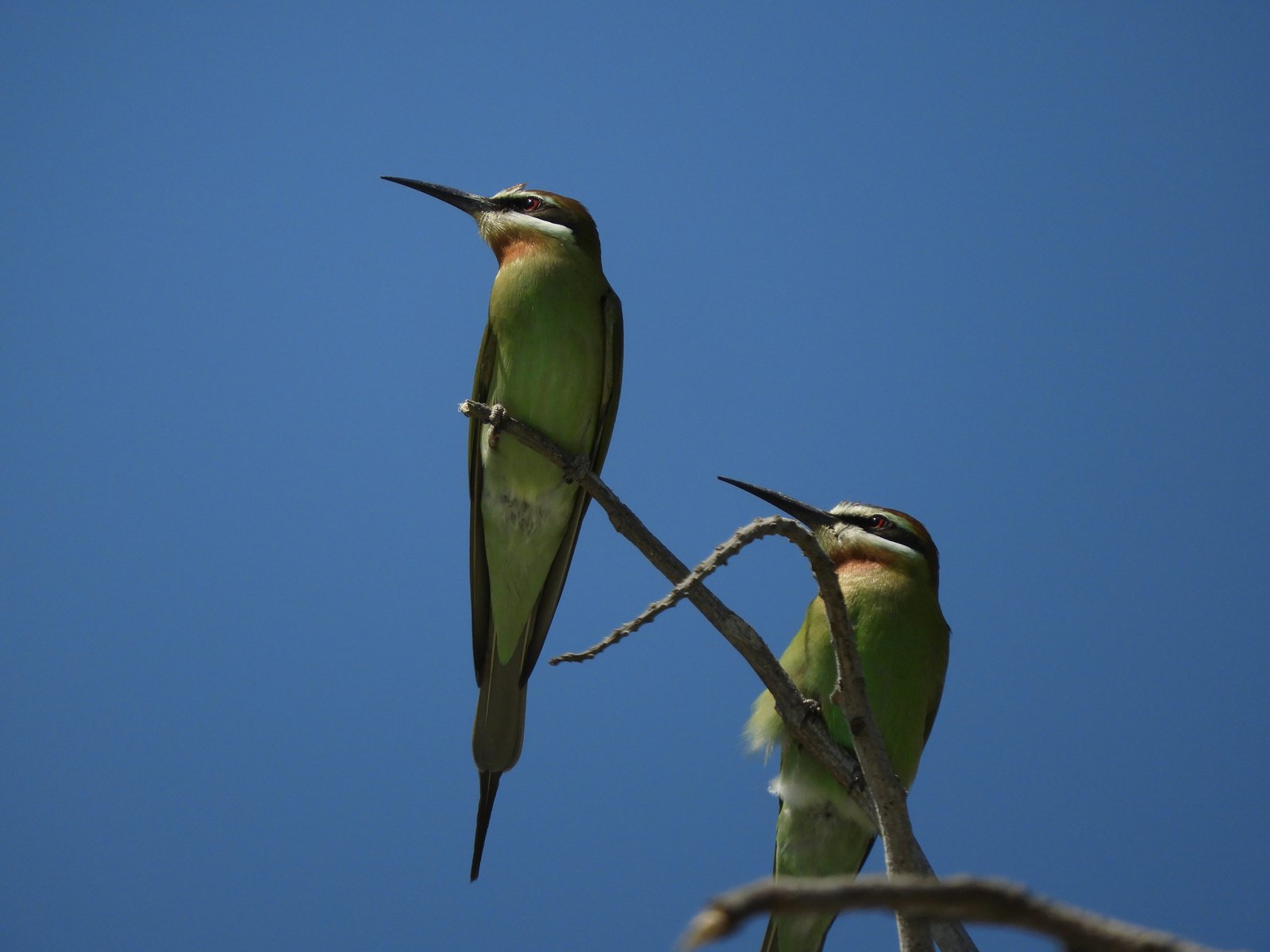 Twee groen-gele Madagaskar bijeneters.