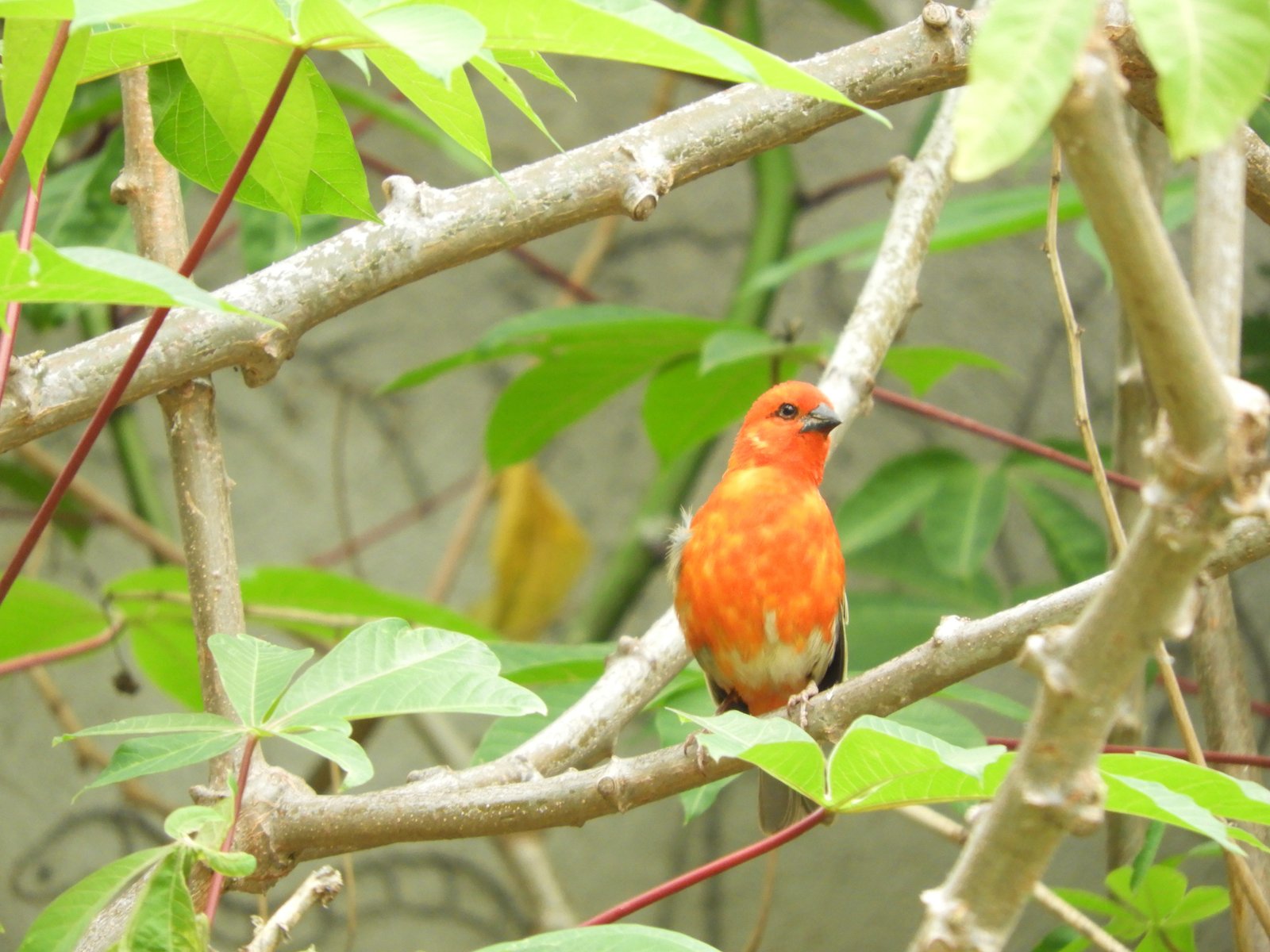 Madagaskar rode folie: oranje-rode vogel in het groen.