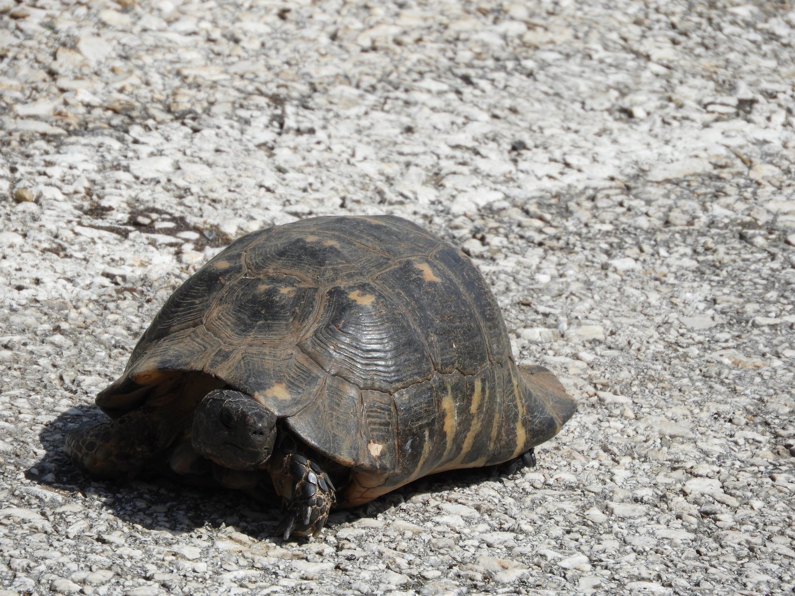 Close-up van schildpad op betonweg.