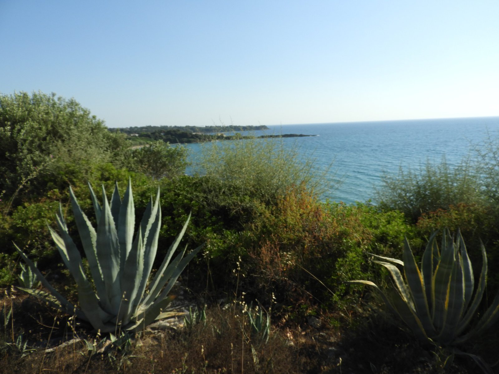 Agave plant links voor panorama over een baai.