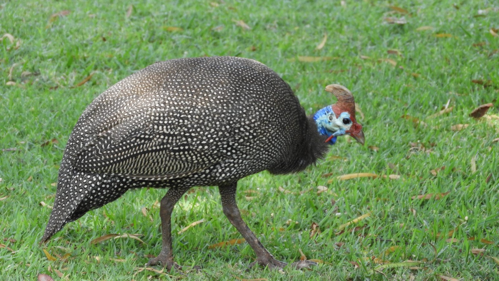 Gehoornde parelhoen (Guinea Fowl).