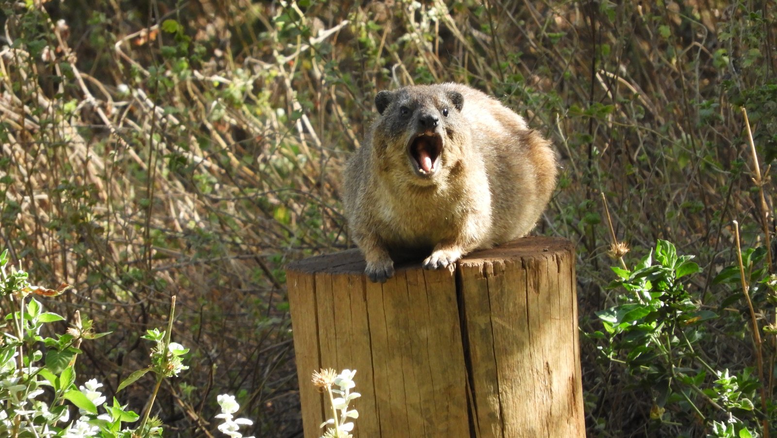 Dassie met open muil op paal.
