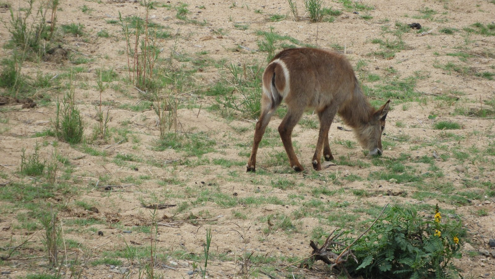 Waterbok van achter gefotografeerd.