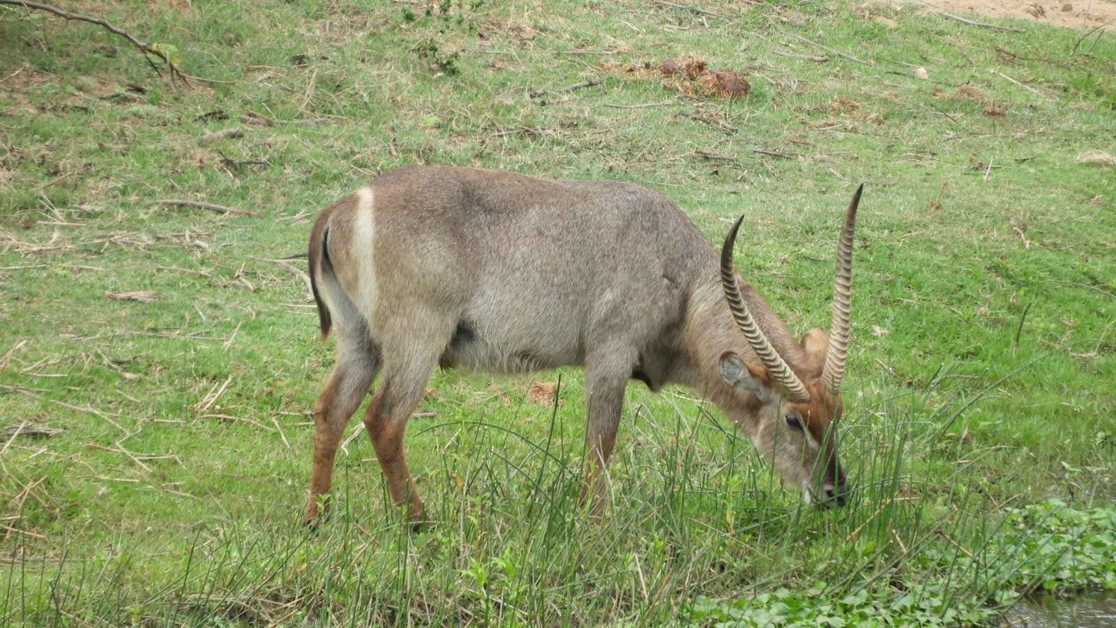 Close-up van waterbok.