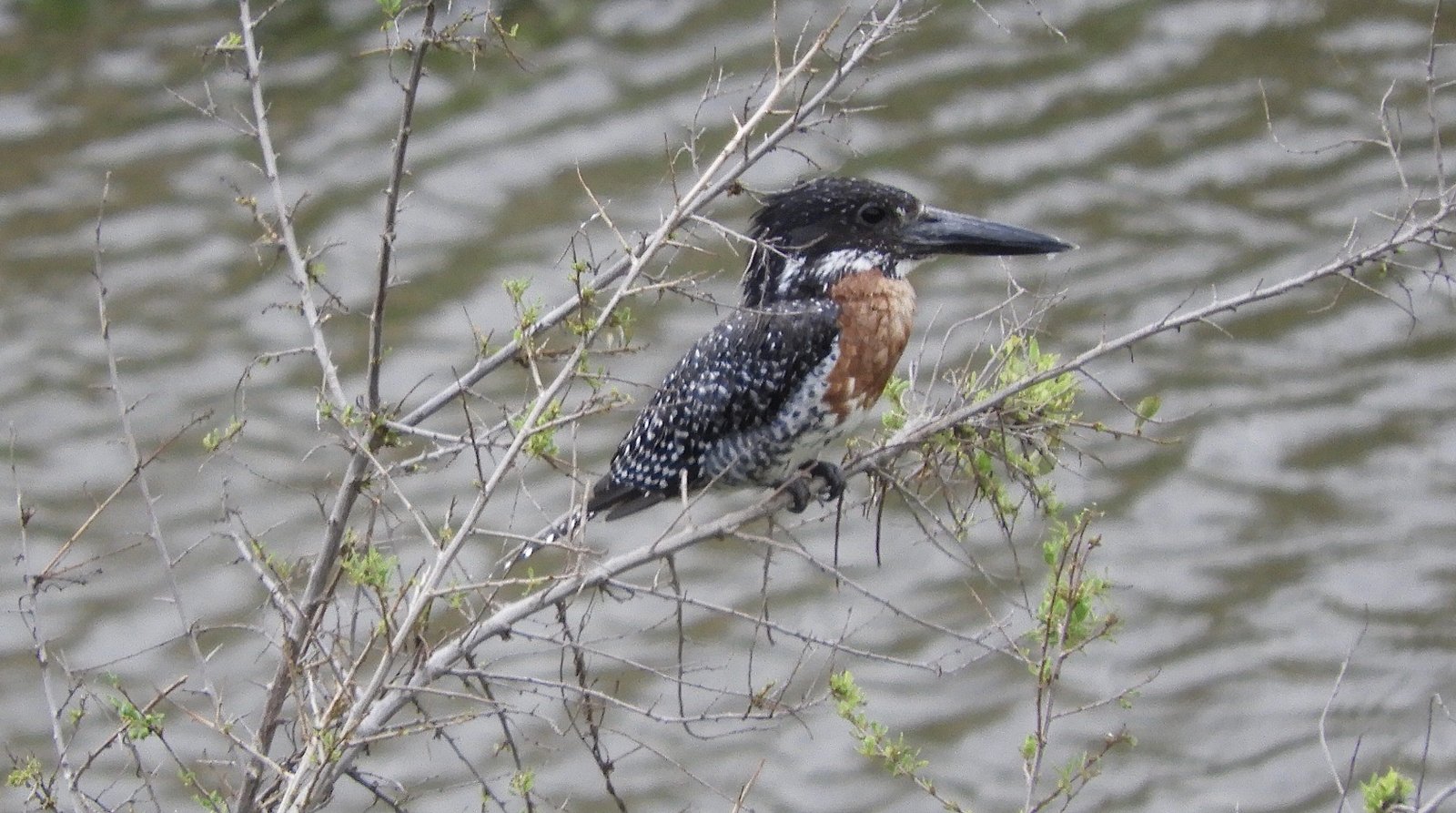 Giant Kingfisher: bruin, zwart met witte vlekken.