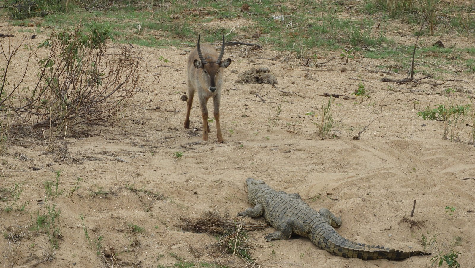 Waterbok met krokodil.