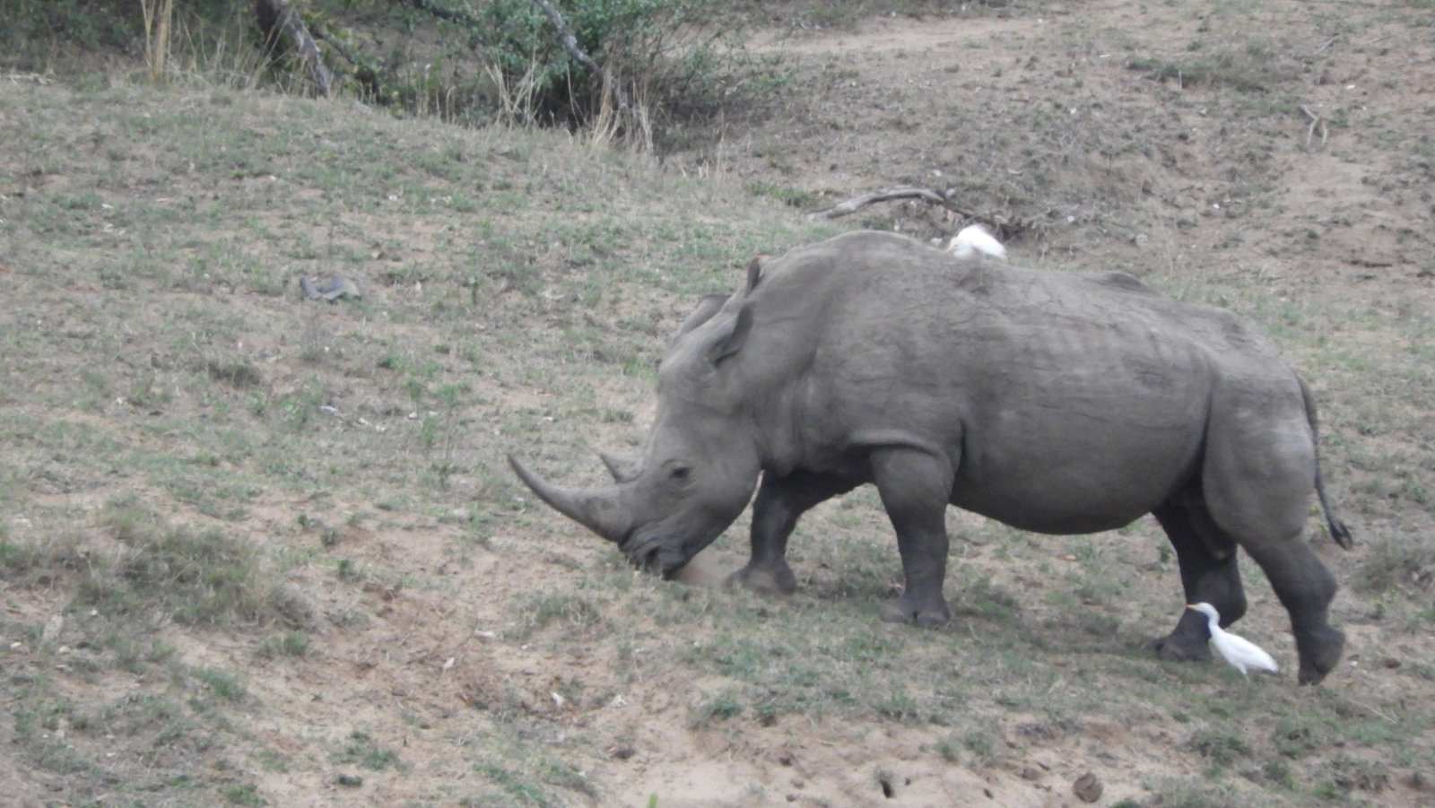 Neushoorn met twee koereigers.