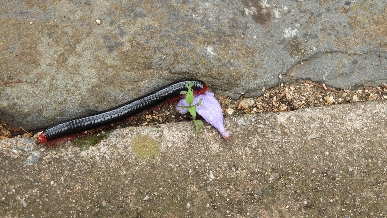 Zwarte millipede met rode pootjes.