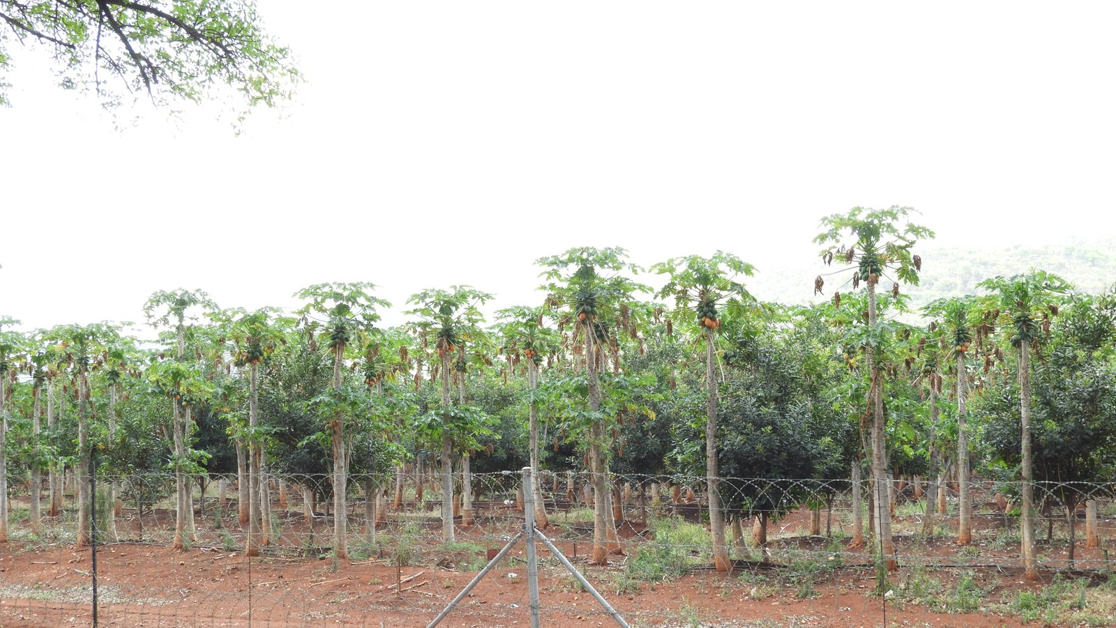 Papaya-plantage.