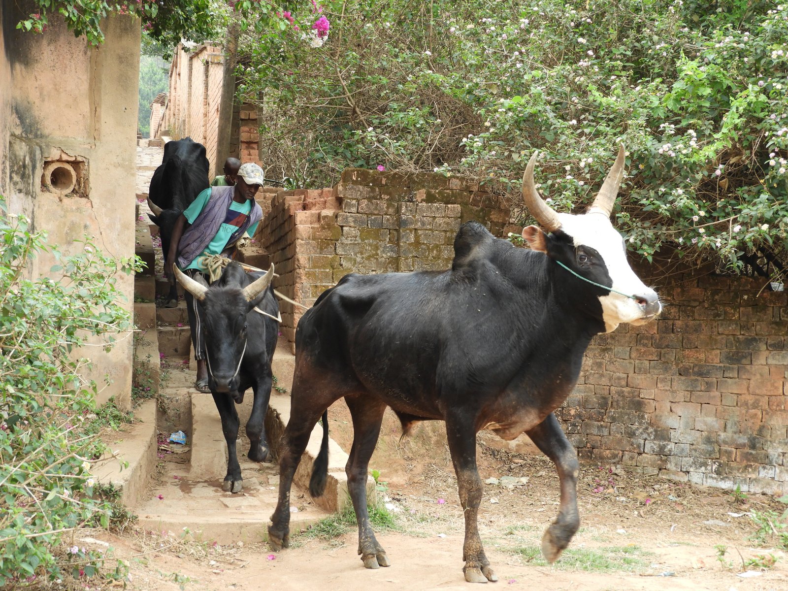 Zwarte zebu met wit aangezicht en nog 2 zwarte zebu's met man door smal straatje.