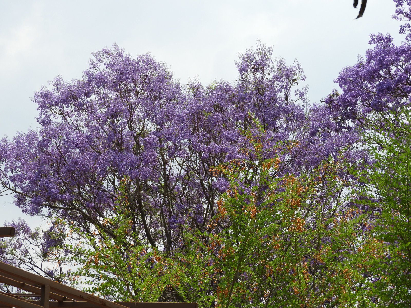 Jacaranda in bloei: overvloedige paarse bloemen.