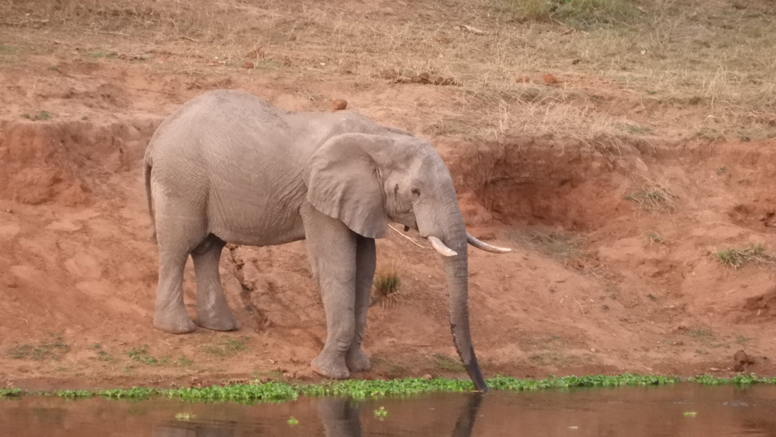 Olifant aan rand van rivier met rode helling achter zich.