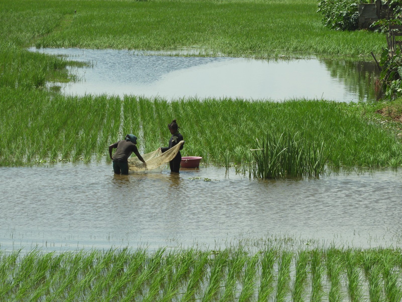 Twee mensen met een net in water naast rijstvelden.