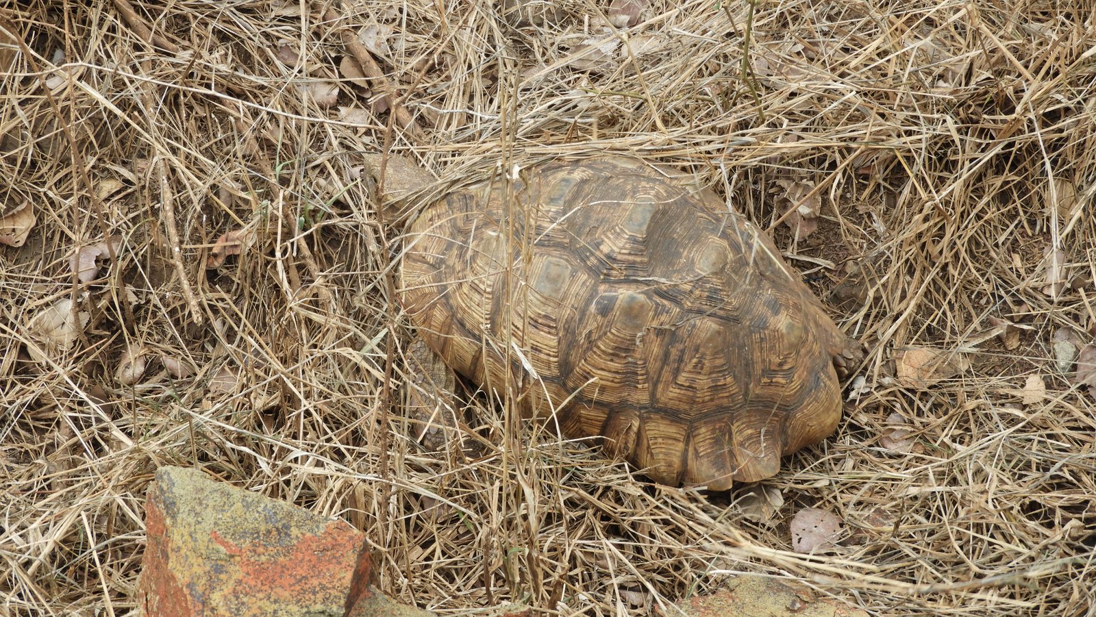 Luipaard schildpad in het dor gras.