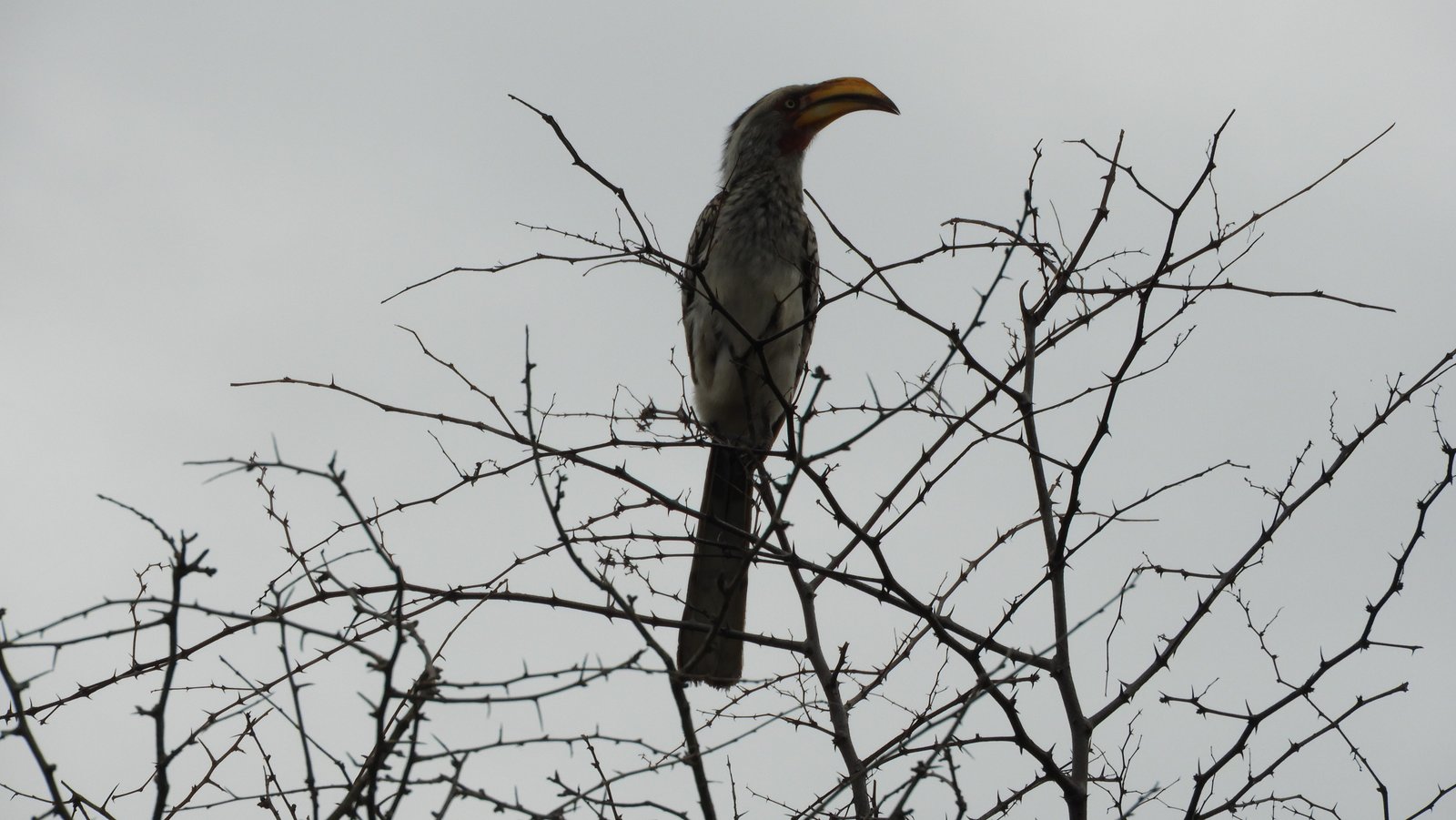 Silhouet van gele neushoornvogel.