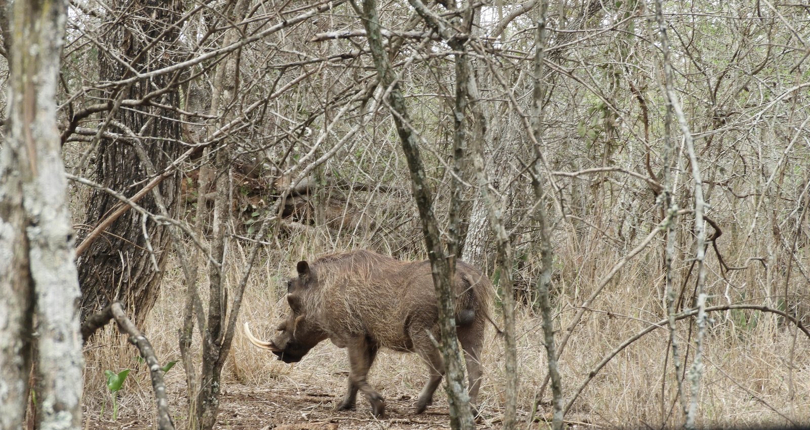 Warthog met grote slagtanden in kreupelhout.