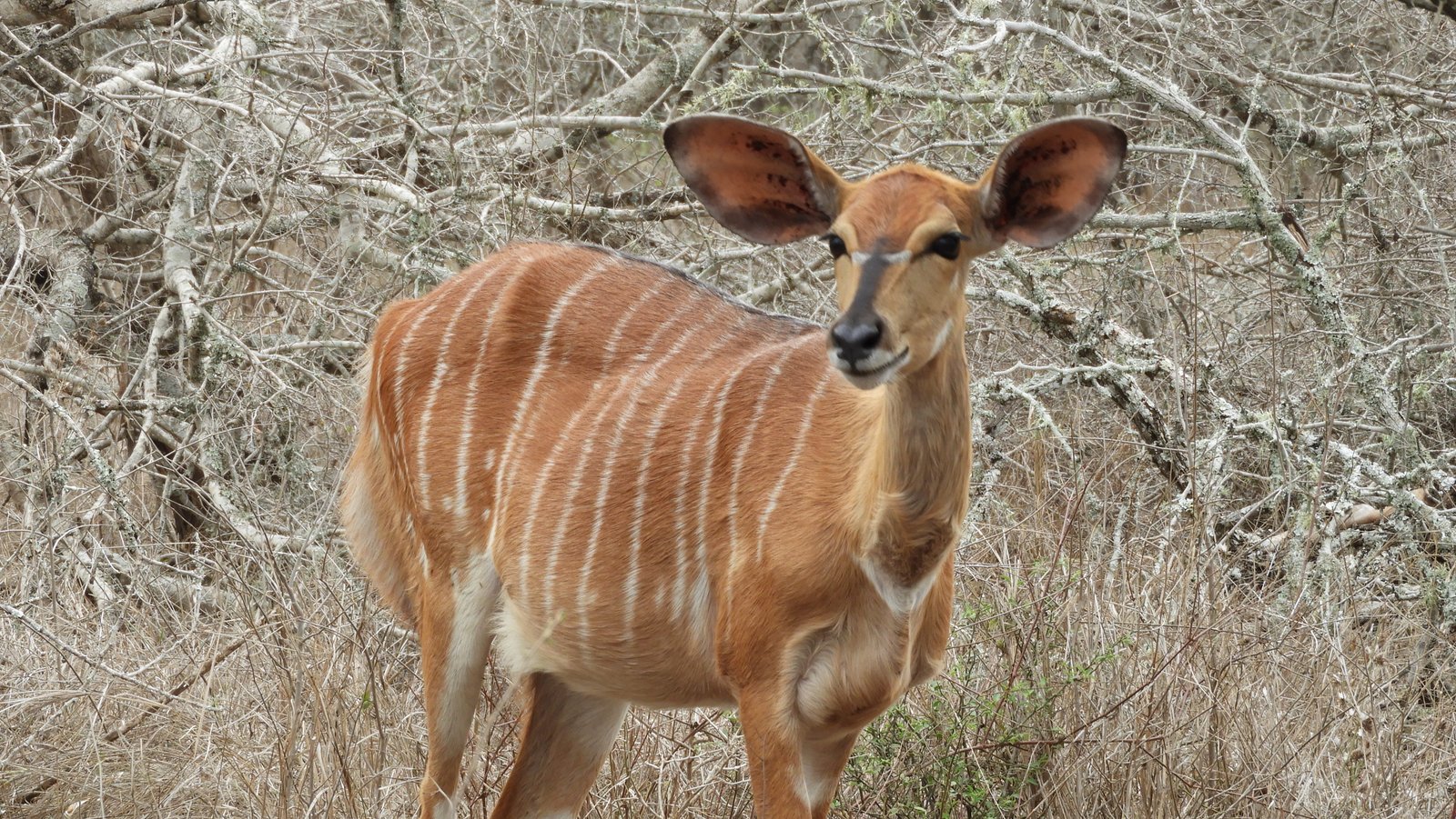 Close-up van vrouwelijke Nyala: bruin met witte strepen.