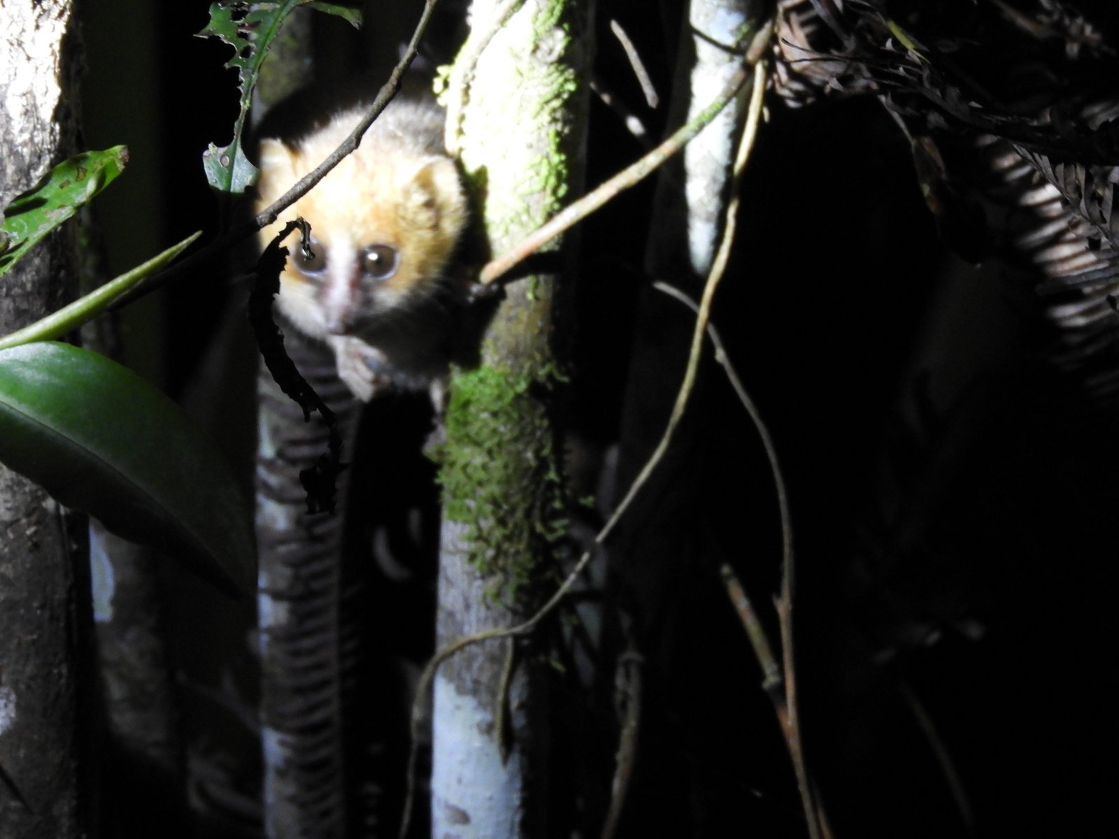 Muis-maki: blond hoofdje met grote ogen in het donker naast boomstam.