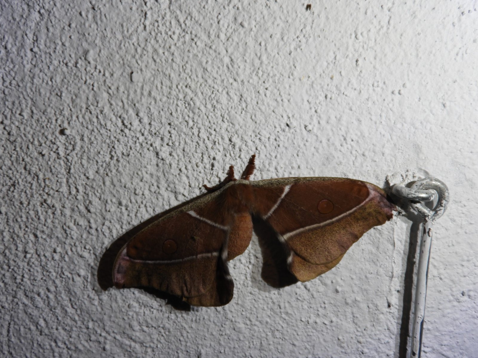 Grote bruine mot met twee smalle witte strepen op vleugels.
