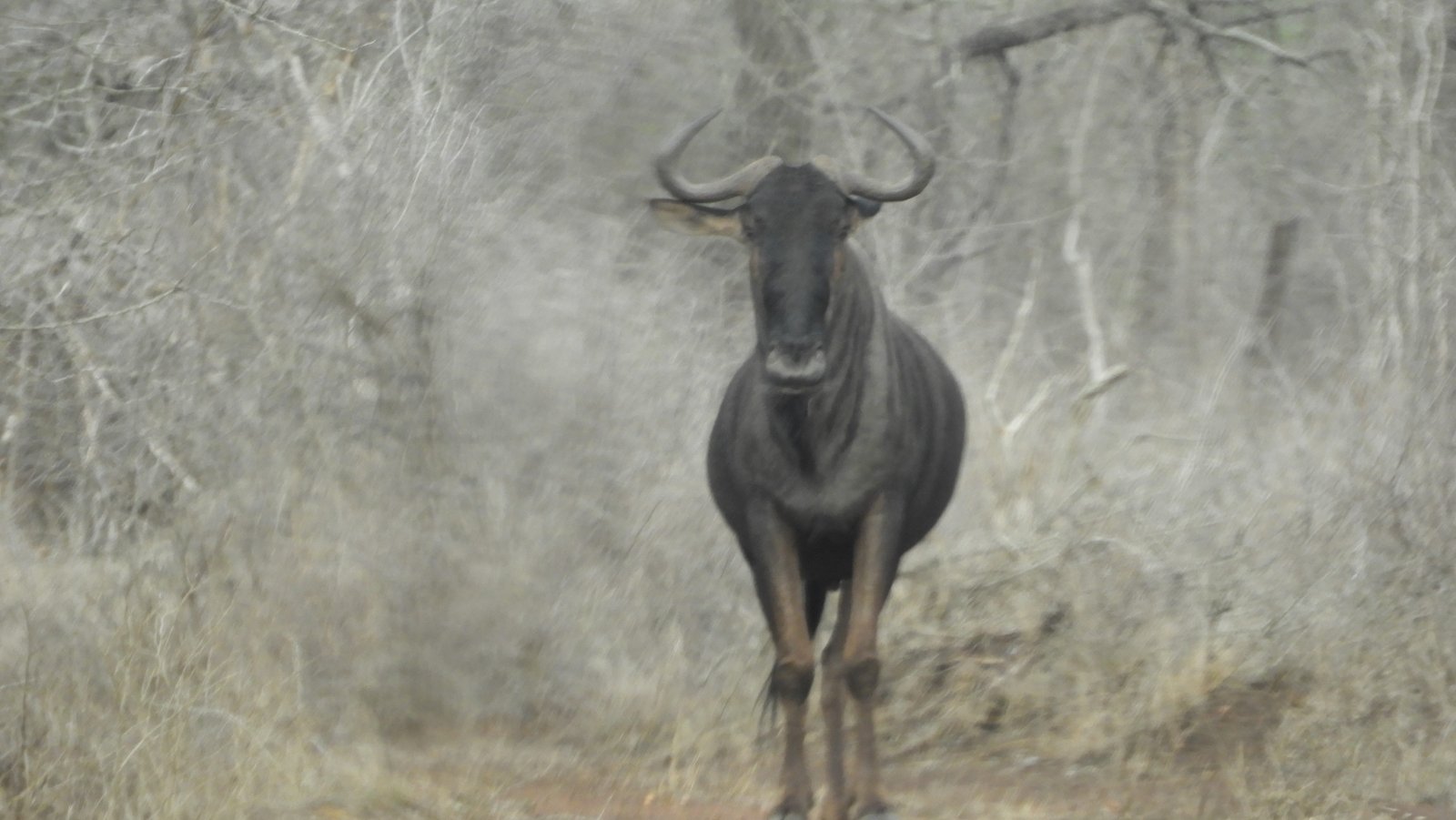 Wildebeest in grijs kreupelhout.