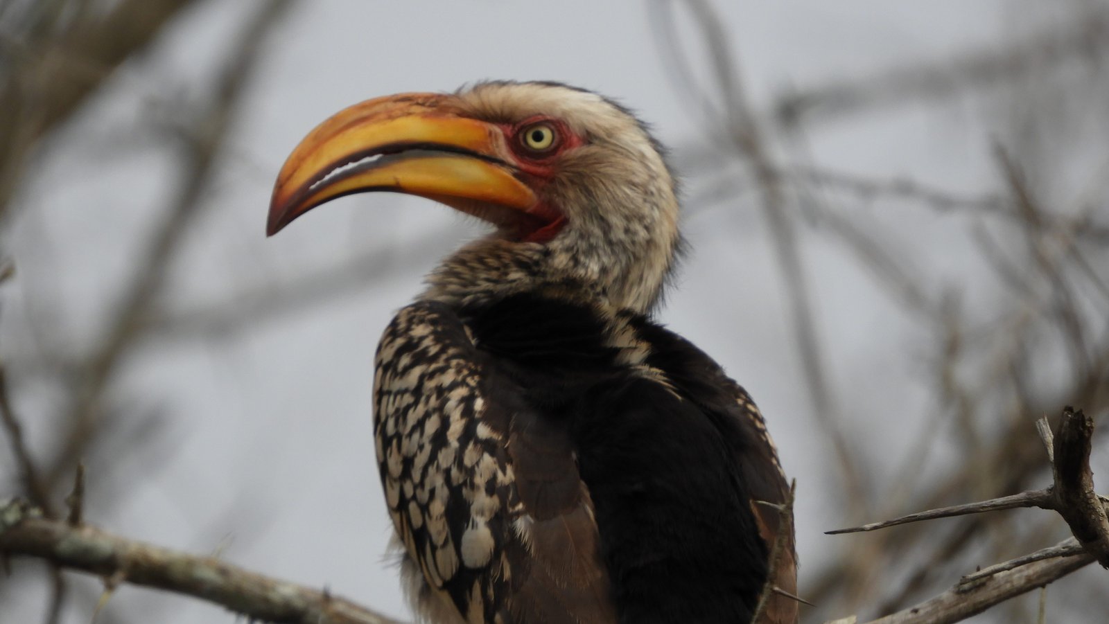 Close-up van geelgebekte neushoornvogels.