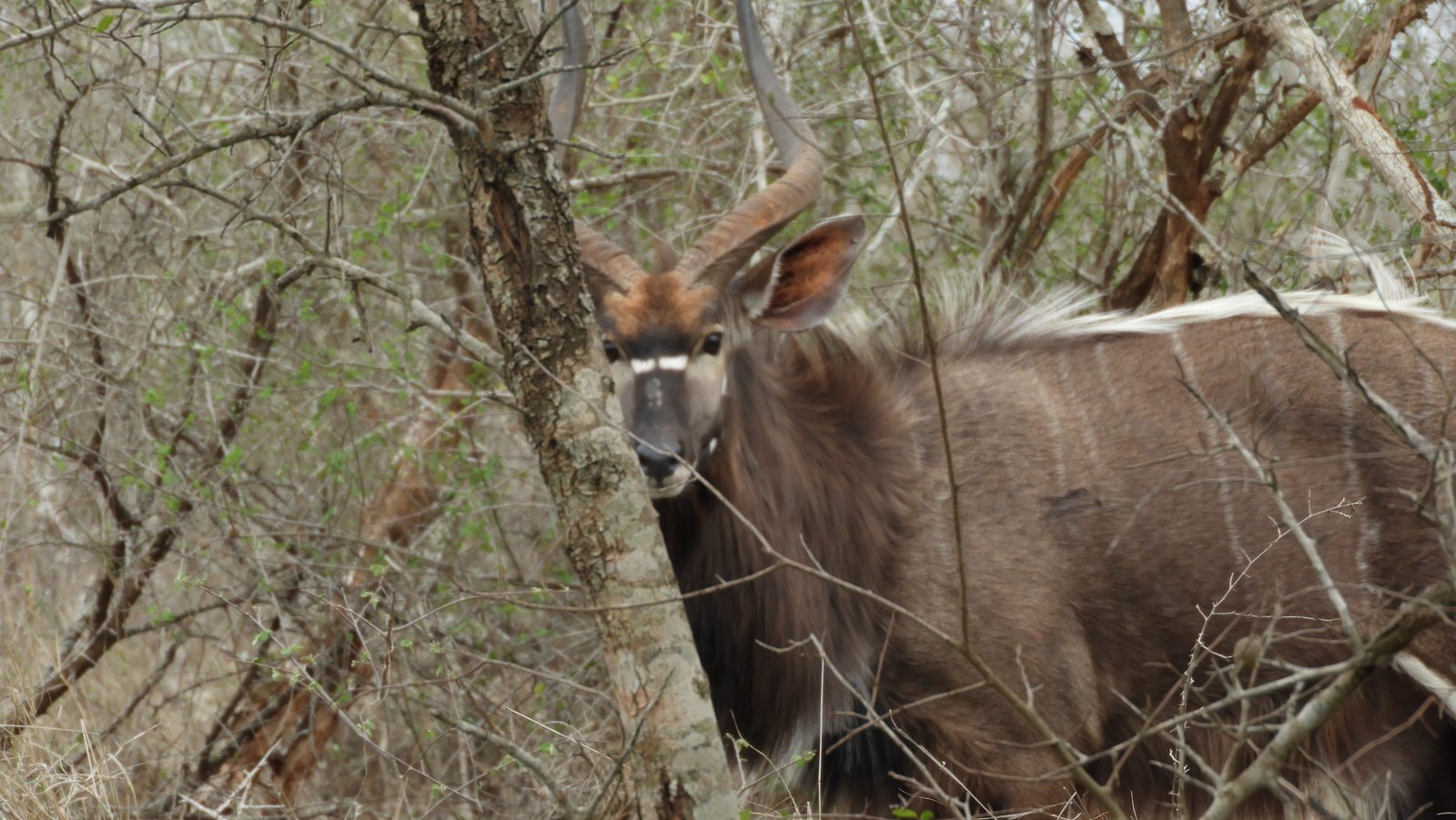 Mannelijke Nyala in close-up: witte V op neus, gedraaide hoorns.