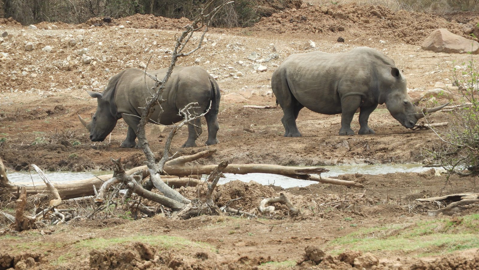 Twee neushoorns aan een pool.