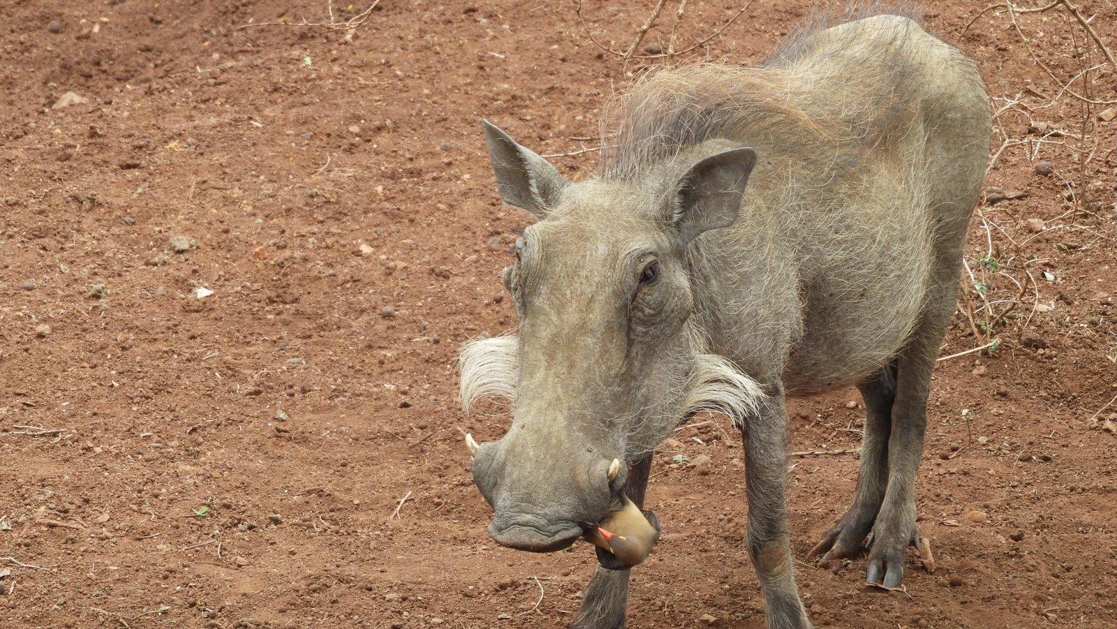 Close-up van warthog met ossenpikker vogel aan neusgat.