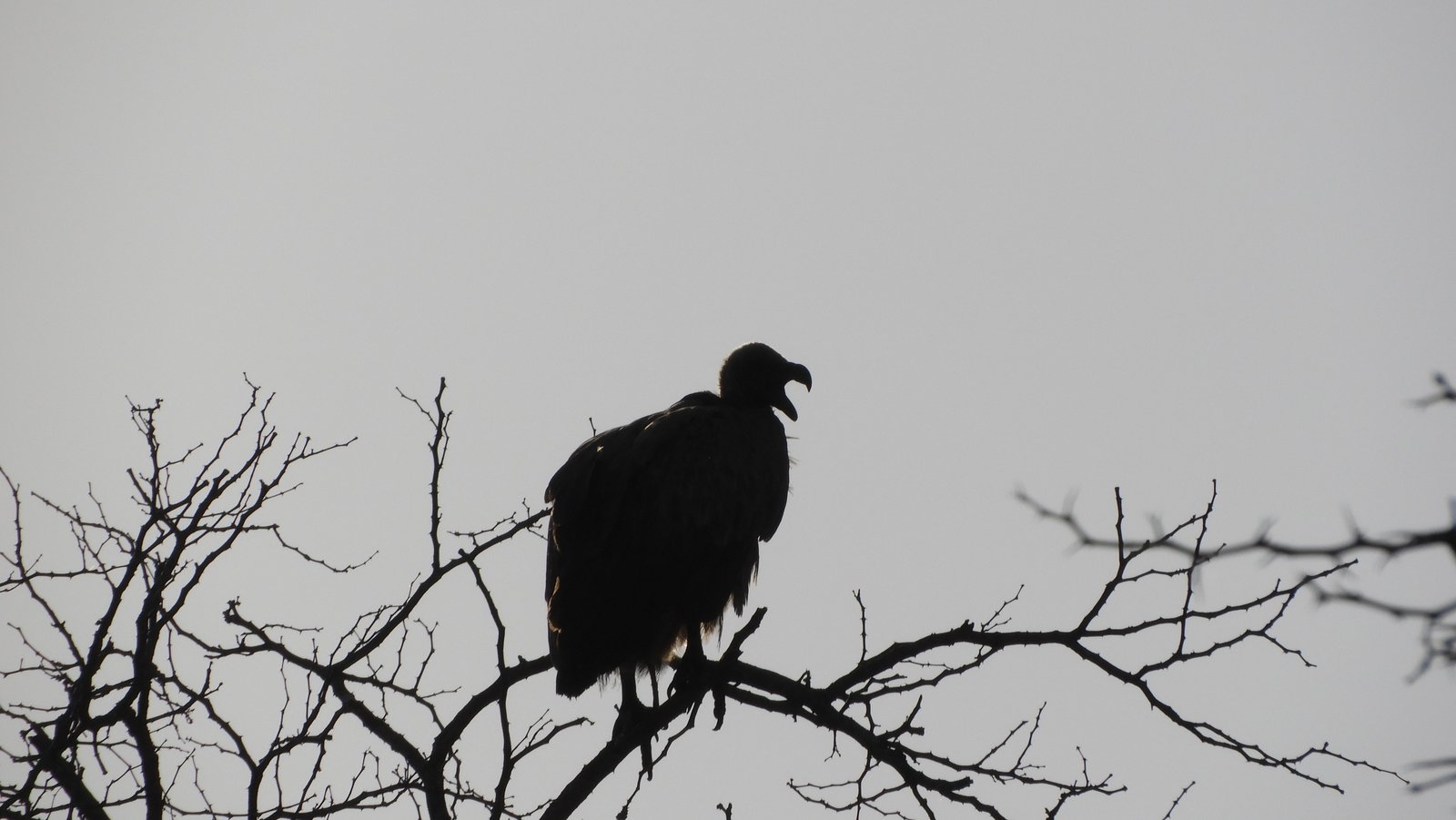 Silhouet van een gier.