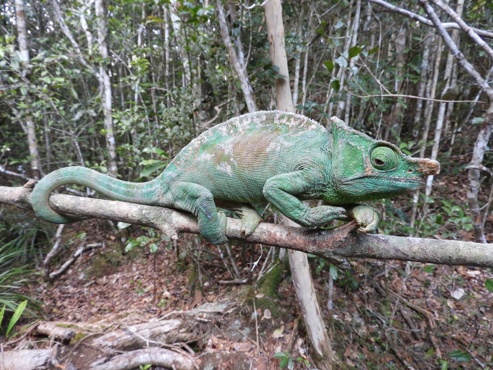 Groen-blauwe kameleon op tak.