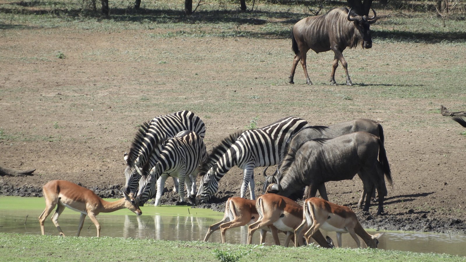 Zebra's, impala's en wildebeest drinken aan poel.