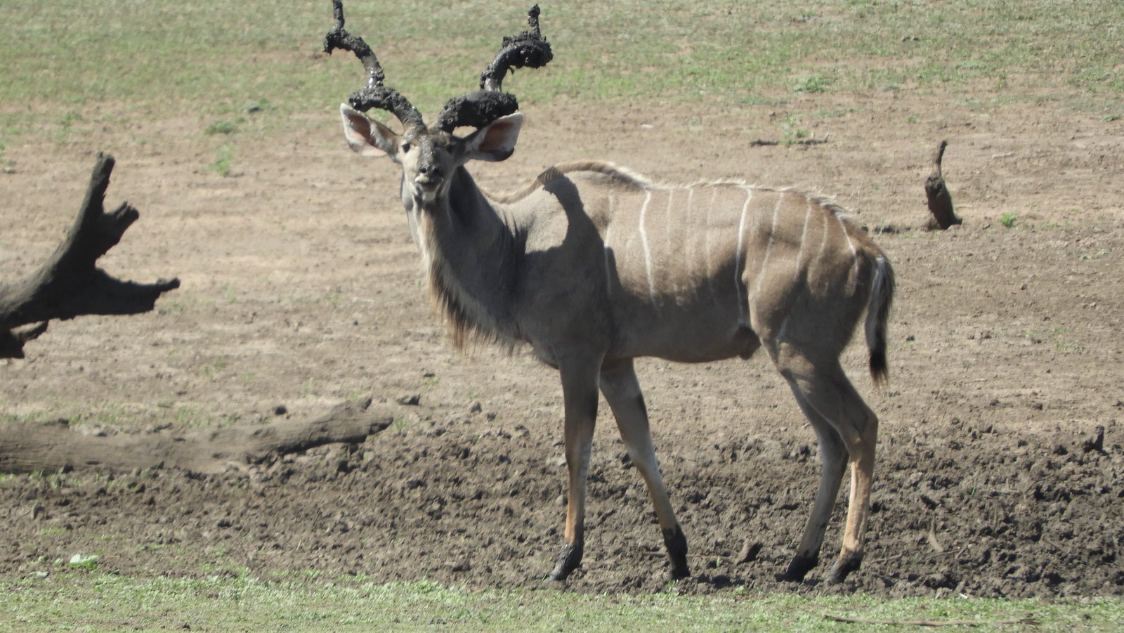 Grote mannetjes kudu met hoorns vol modder.
