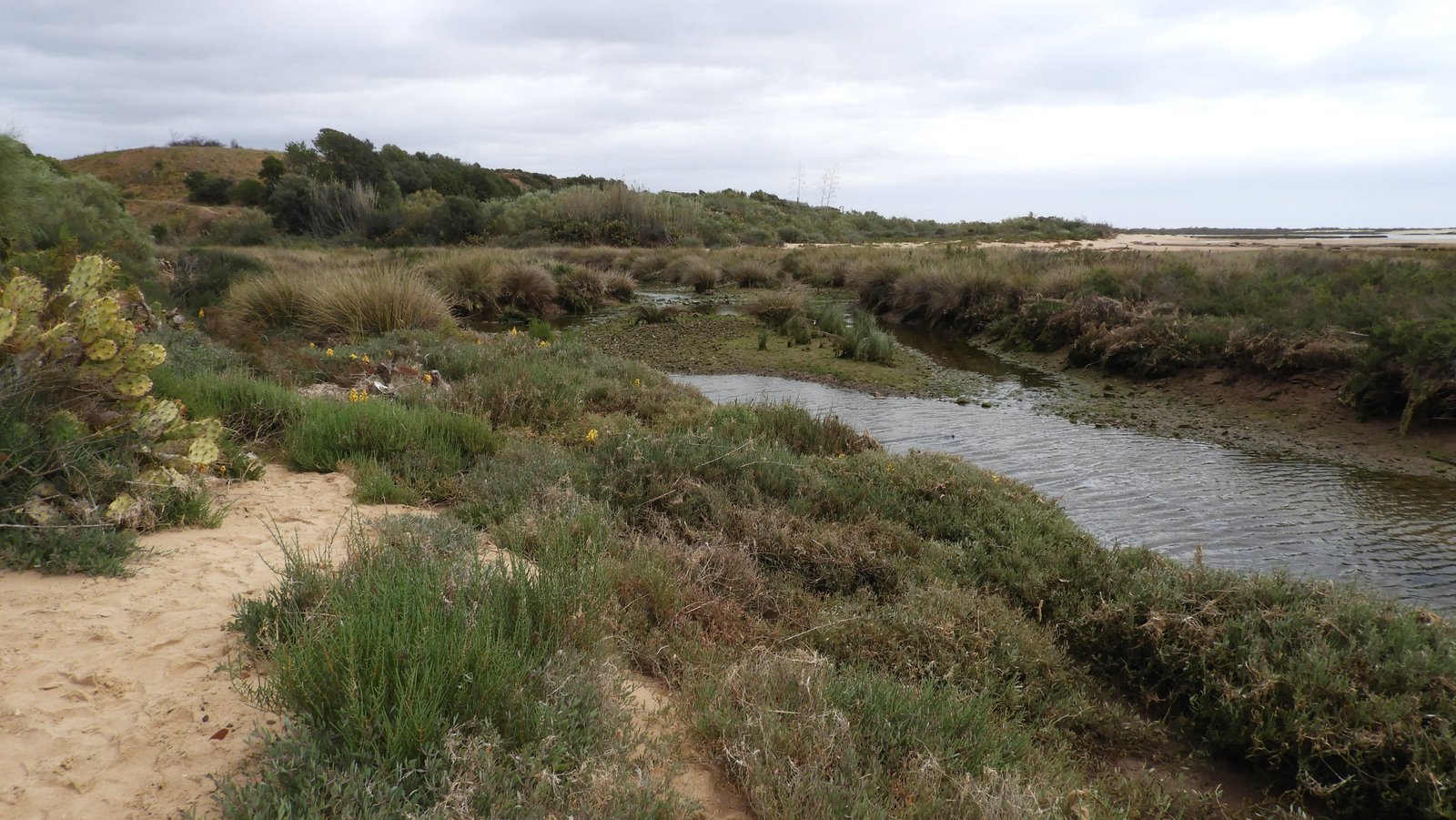 Duinen met cactussen en meertje.