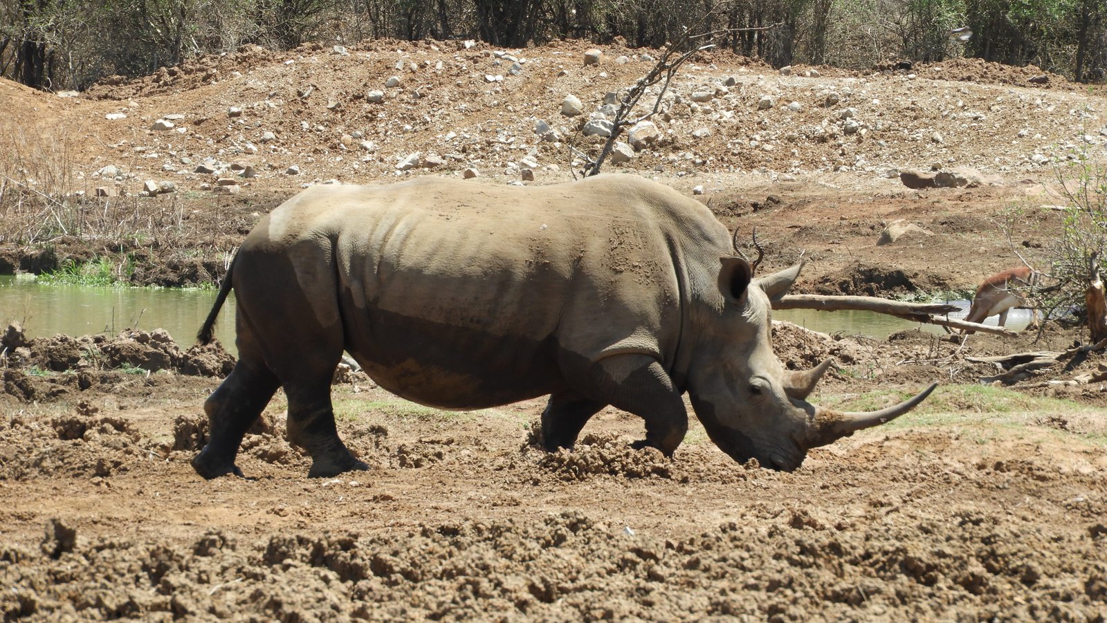 Neushoorn in zij-aanzicht.