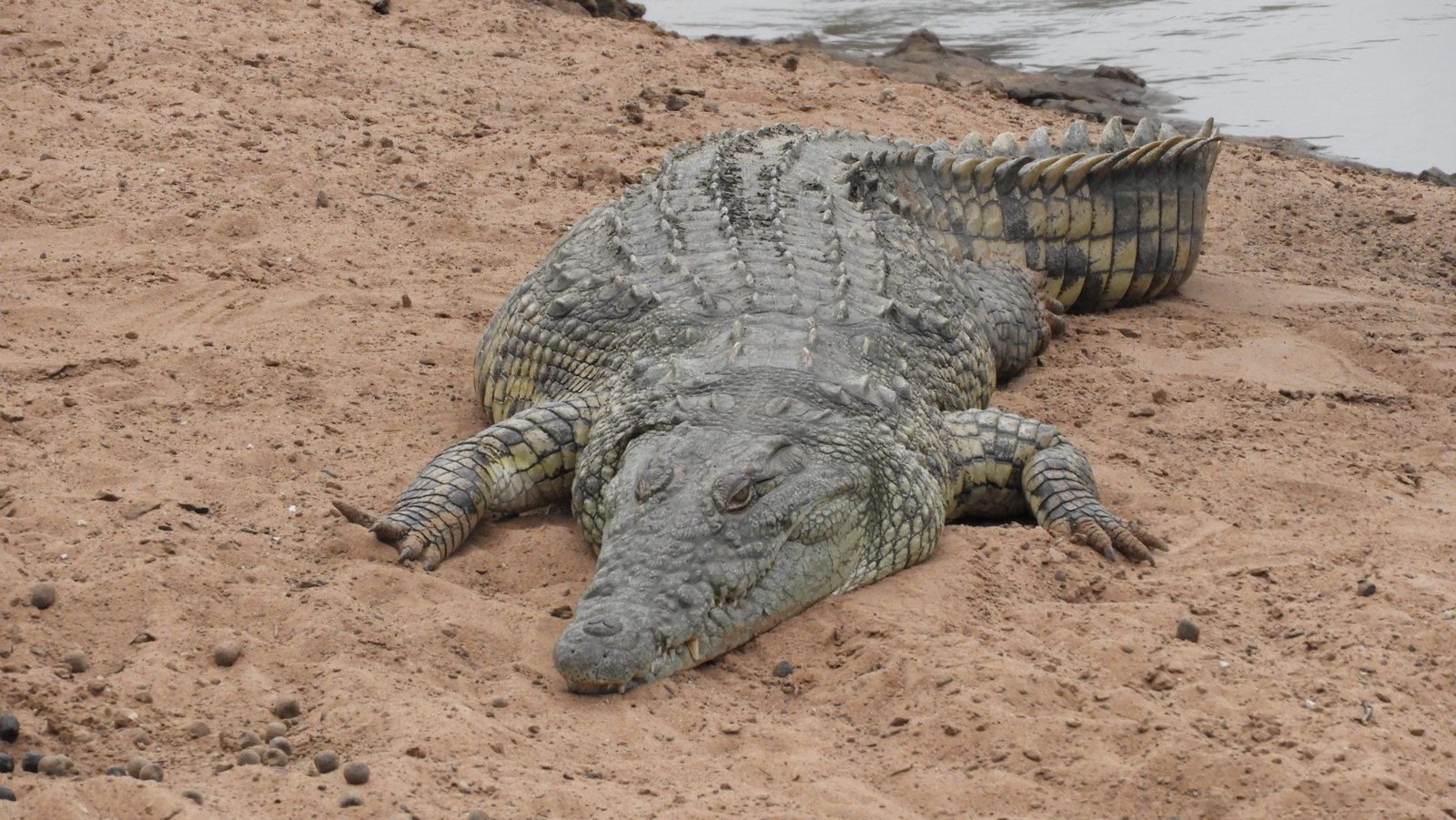 Grote krokodil op zand.