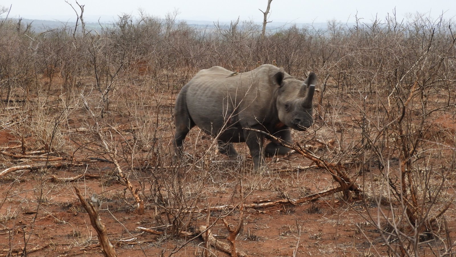Zwarte neushoorn met deels afgezaagde hoorn.